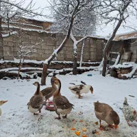 سه‌تا غاز ماده تخم‌گذار کُرچ شو مناسب نگهداری