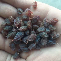 کشمش آفتابی