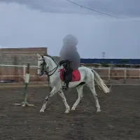 اسب|اسب و تجهیزات اسب‌سواری|سبزوار, قصبه غربی|دیوار