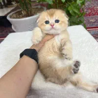 سرپرستی گربه ی اصیل