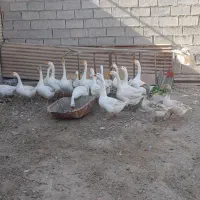 قوقازچینی اصل|حیوانات مزرعه|شادگان, |دیوار