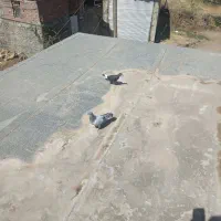 فروش کبوتر|پرنده|مریوان, |دیوار
