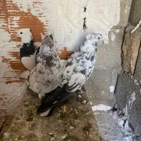 سوسک کاکلی تیپی