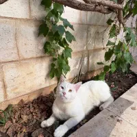 واگذاری گربه سفید