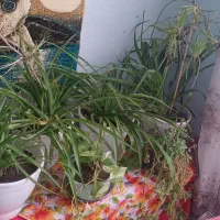 گل طبیعی|گل و گیاه طبیعی|تربت‌حیدریه, قائم|دیوار