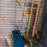 مرغ عشق 6تا  یا 3جفت