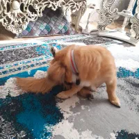 سگ پامر با ژرمن ورک|سگ|قرچک, پویینک|دیوار