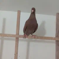 ماده کربلای|پرنده|سبزوار, قصبه شرقی|دیوار