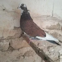 کفتر خوش خطو خال نوک ریز|پرنده|کرج, شاهین‌ویلا|دیوار
