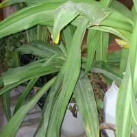 فروش انواع گل|گل و گیاه طبیعی|کیش, |دیوار