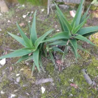 تعدادی گل به فروش میرسد|گل و گیاه طبیعی|کیاشهر, |دیوار