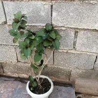 گل و گیاه|عمده‌فروشی|برازجان, |دیوار