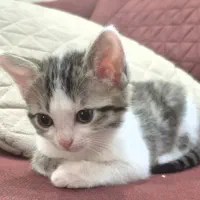 واگذاری گربه dsh