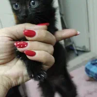 گربه