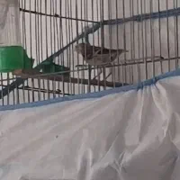 جوجه سیره قناری نر|پرنده|بروجرد, |دیوار