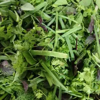 پاک کردن سبزی  کرفس لوبیاسبزقرمه سبزی انجام میشود