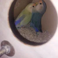 کوتوله دم تخم