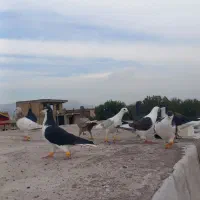 ۱۴ عدد پرنده زد خوردی یه تیپ
