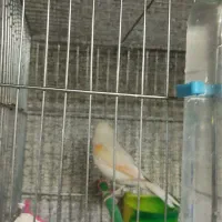 قناری موزاییکی ماده دوعدد معاوضه با قناری ماده