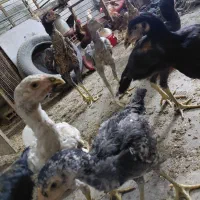 جوجه لاری خروس مرغ