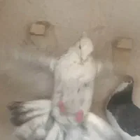 کبوتر دمبی الماسی پُـر خال سیاه|پرنده|مرودشت, ابوذر شمالی|دیوار