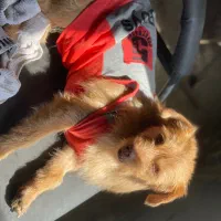 واگذاری سگ رها شده