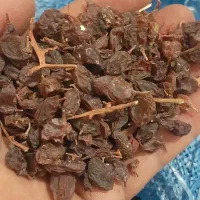 فروش ویژه کشمش شب چله هسته دار وبیدونه|خوردنی و آشامیدنی|تاکستان, |دیوار