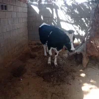 گاو آبستن شکم اول|حیوانات مزرعه|چاروسا, |دیوار