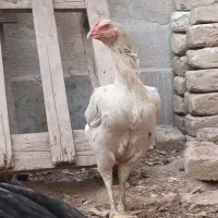 مرغ لاری  تخم گذار