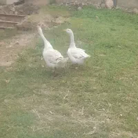 غاز نرو ماده