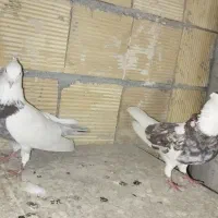 کبوتر کاکلی اصیل کرمانشاه