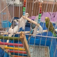 مرغ عشق با لوازم