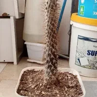 نخل ماداگاسکار