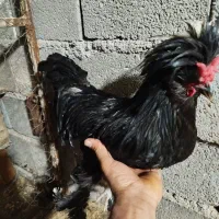 مرغ خروس لهستانی