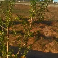 ۱۹۳مترمربع باغچه  سند دار معاوضه ،اقساط
