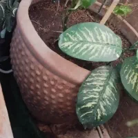 گل و گلدان بزرگ|گل و گیاه طبیعی|صدرا-فارس, فاز ۱|دیوار