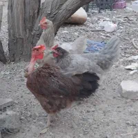 فروش ۳۰ تا مرغ و خروش|حیوانات مزرعه|سیرجان, |دیوار