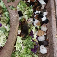 خوکچه هندی مو بلند . فشن . مو صاف|موش و خرگوش|اصفهان, رهنان|دیوار