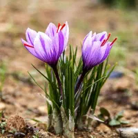 کود دی آمونیوم