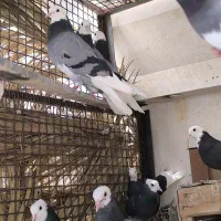 با سلام چند جفت شازده سیاه شازده سبز برا فروش