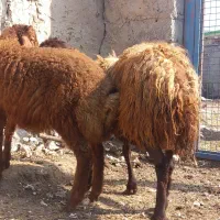 یک عدد گوسفند یانی بالالی بفروش میرسد