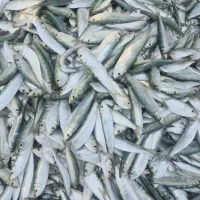 فروش حشینه ی تازه