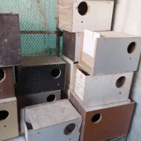 لونه عروس گیرینچگ