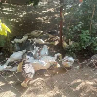 قو غاز  و غاز اوکراینی در خوشنام