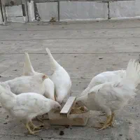 مرغ تخم گذار ۳۰۰ت|حیوانات مزرعه|گالیکش, |دیوار