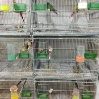 گرینچیک مولد