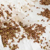 نیازمند نیرو جهت گزسازی