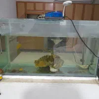 اکواریوم با ماهی