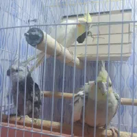 فروش عروس هلندی