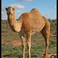 شتر ماده بلوچی آبستن